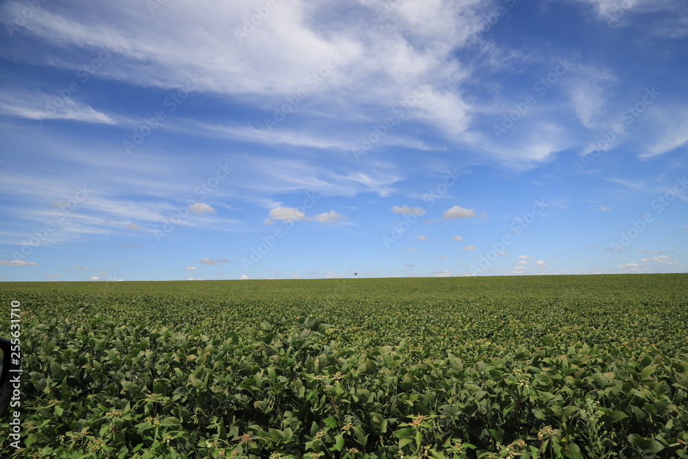 field with blue sky and clouds