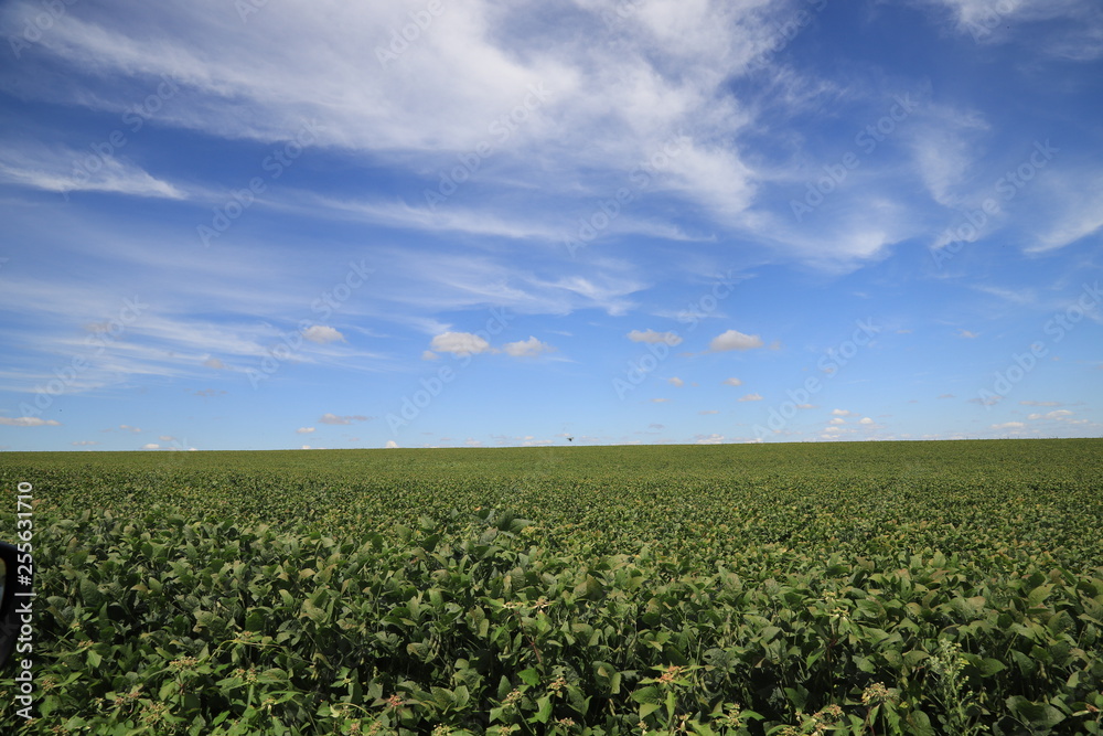 field with blue sky and clouds field with blue sky and clouds