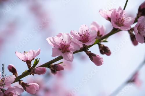 Wonderful spring bloom beautiful peach flowers.