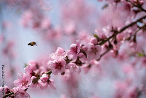 A hardworking bee collects honey on beautiful peach flowers on a sunny, warm spring day.
