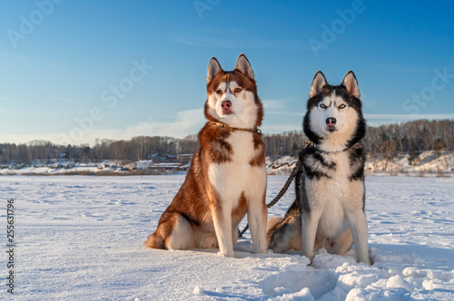 Dogs Sitting On Snow Covered Field. Siberian husky dogs. © Konstantin