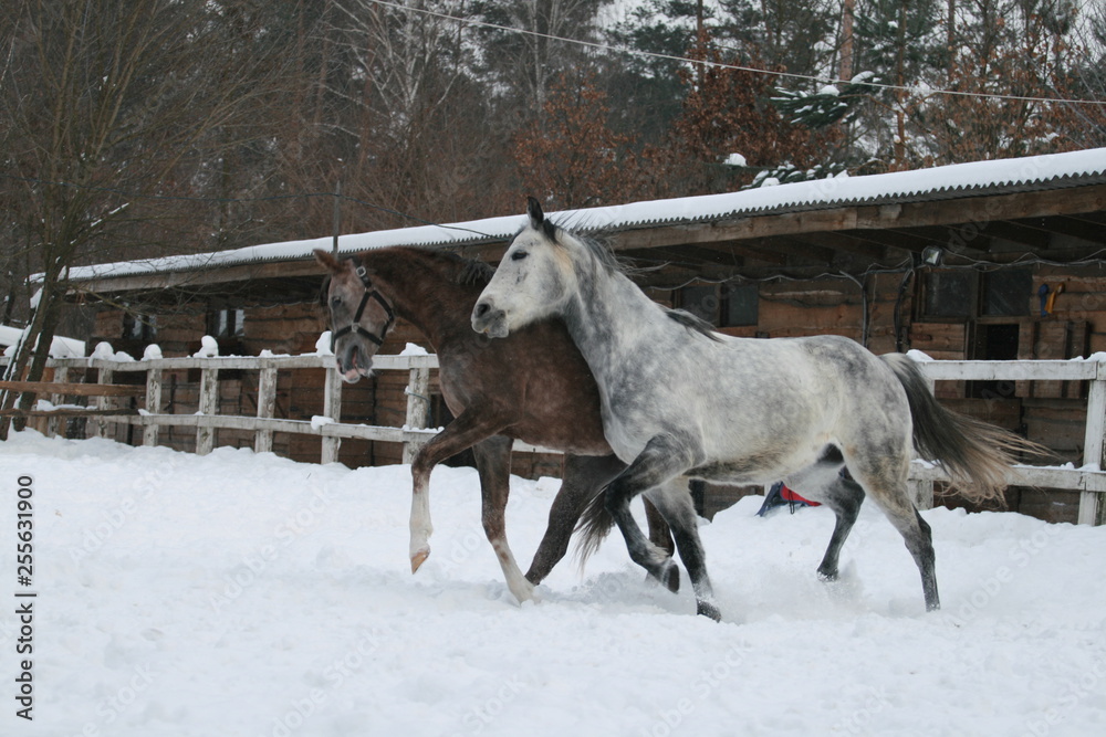 2 Arabian horsestrotting in the snow in the paddock against a winter stable. Senior gelding gray, young foal (1 year old) will be gray. Gelding bites foal (dominates) 2 Arabian horsestrotting in the snow in the paddock against a winter stable. Senior gelding gray, young foal (1 year old) will be gray. Gelding bites foal (dominates)