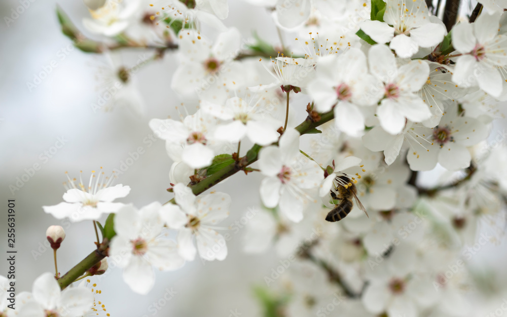 A hardworking bee collects honey on the beautiful flowers of wild plum on a sunny, warm spring day.