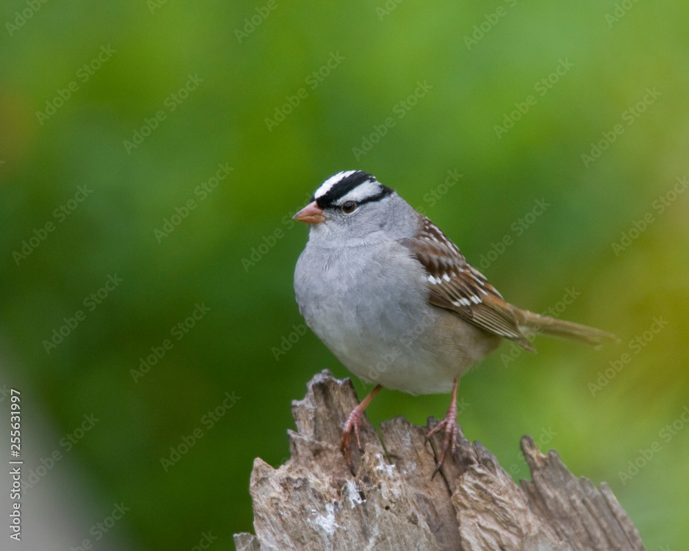 Obraz premium White Crowned Sparrow