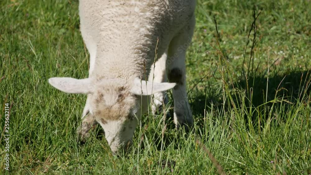 Close up the head of a sheep eating grass. Close up the head of a sheep eating grass.