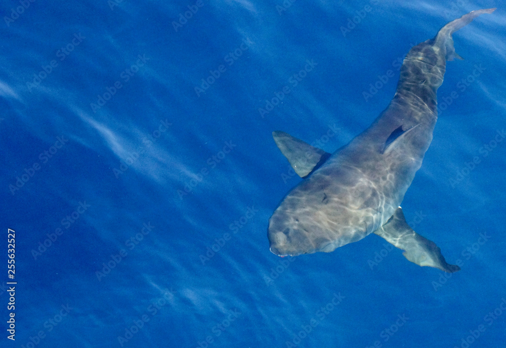 Fototapeta premium Grand requin blanc