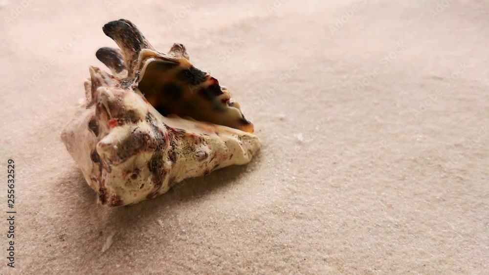 Beautiful shell on white sand beach, close up. Wind blowing on the sand. Beautiful shell on white sand beach, close up. Wind blowing on the sand.