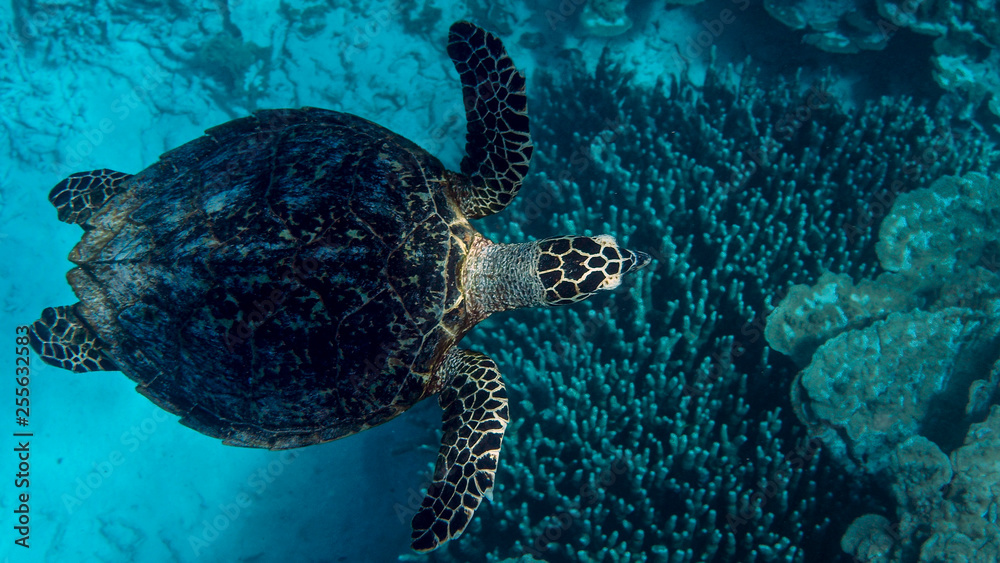 Obraz premium Tortue imbriquée