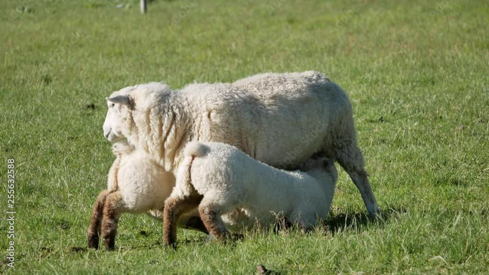 A mom sheep feeding milk to its baby. A mom sheep feeding milk to its baby.