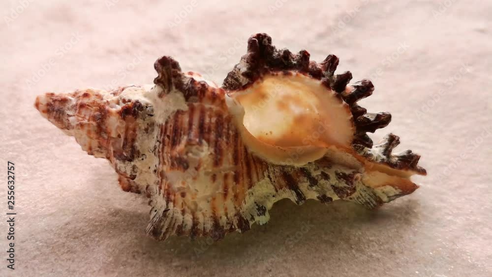 Beautiful shell on white sand beach, close up. Wind blowing on the sand. Beautiful shell on white sand beach, close up. Wind blowing on the sand.
