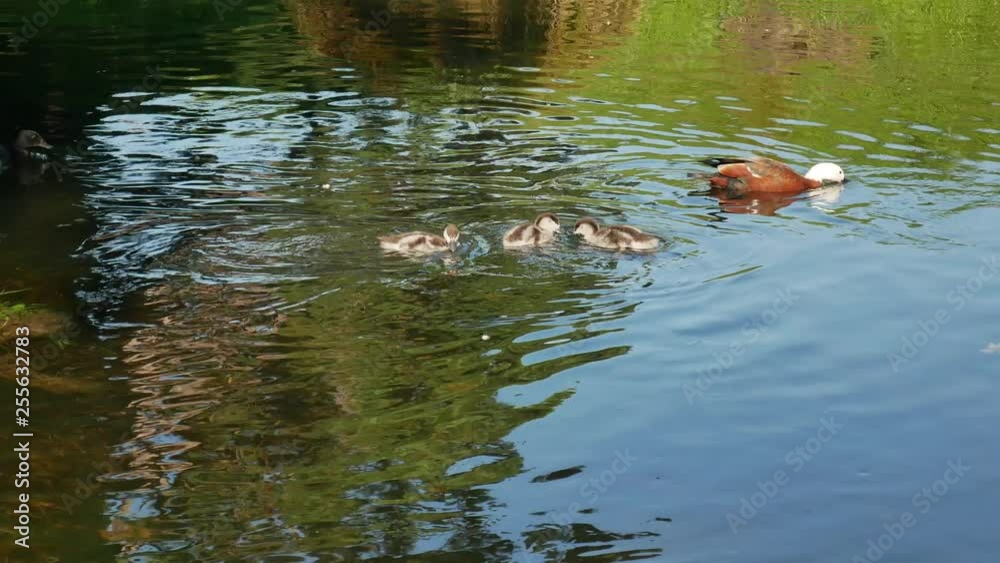 Mallard ducks babies follow mom swim in river at Botanical Garden, Christchurch, New Zealand. Mallard ducks babies follow mom swim in river at Botanical Garden, Christchurch, New Zealand.