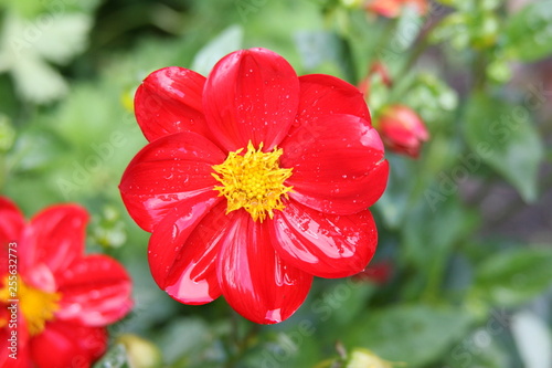 Rote-gelbe Blume im Garten vor unscharfem grünem Hintergrund