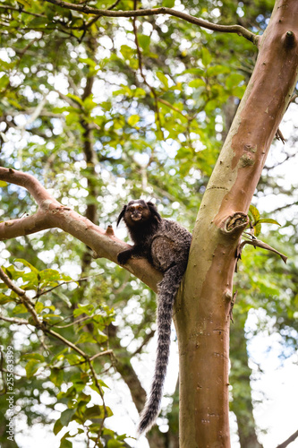 Sagui monkey  Mico Estrela  in the wild in Rio de Janeiro  Brazil