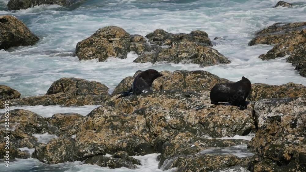 Fur seal sleep and rest at the rock hit by wave at Kaikoura Beach, South Island, New Zealand. Fur seal sleep and rest at the rock hit by wave at Kaikoura Beach, South Island, New Zealand.