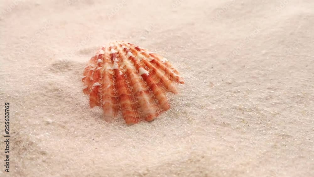 Beautiful shell on white sand beach, close up. Wind blowing on the sand. Beautiful shell on white sand beach, close up. Wind blowing on the sand.