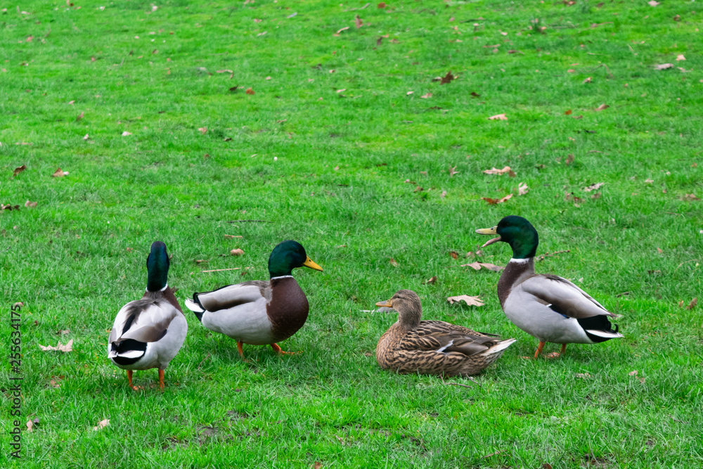 Ducks In The Grass