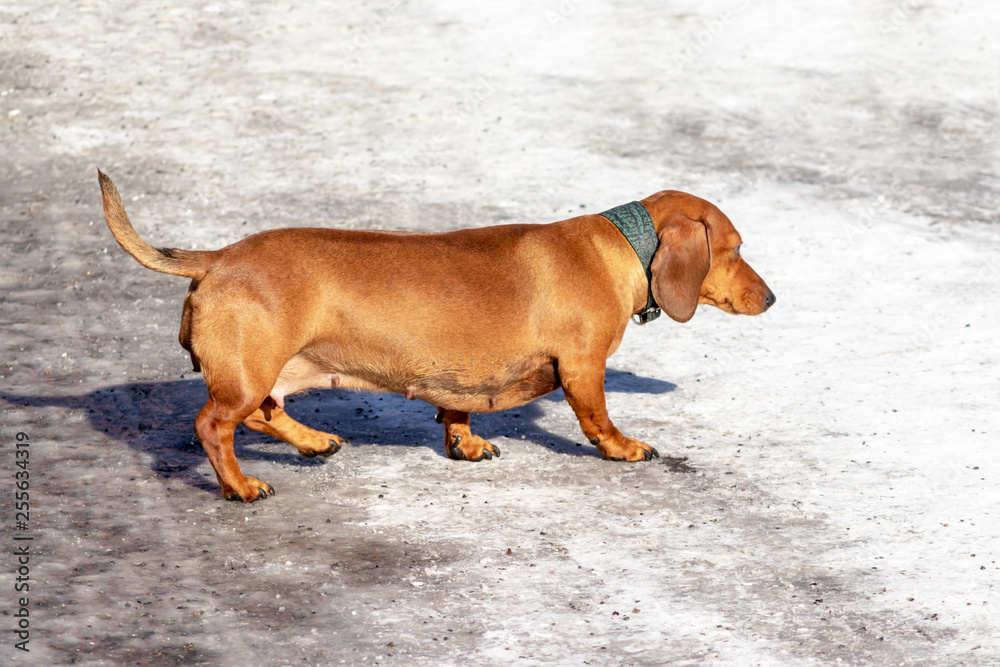 Lonely abandoned red dachshund running in the city along the snowy winter street Lonely abandoned red dachshund running in the city along the snowy winter street