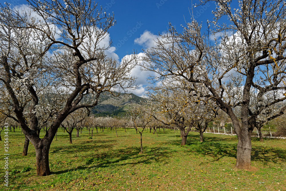 Mandelbäume in voller Blüte, Mallorca, Spanien Mandelbäume in voller Blüte, Mallorca, Spanien