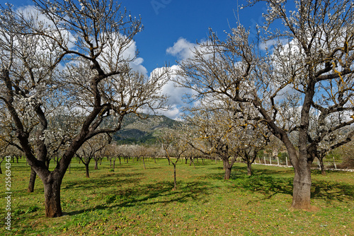 Mandelbäume in voller Blüte, Mallorca, Spanien