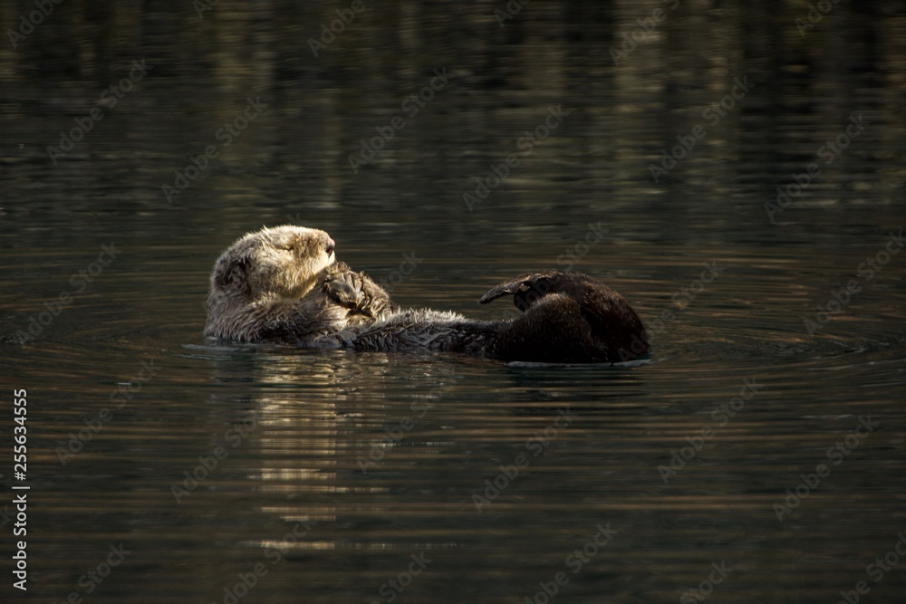 Sleepy Sea Otter floating around the harbor Sleepy Sea Otter floating around the harbor