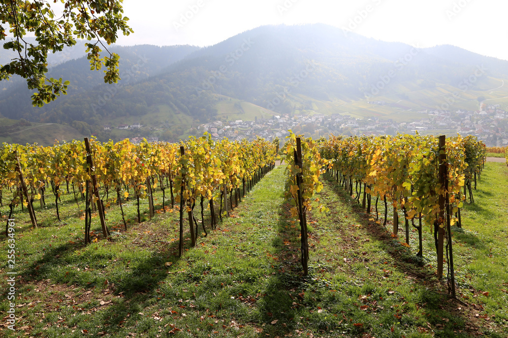 Vineyard vine plants in rows against hill
