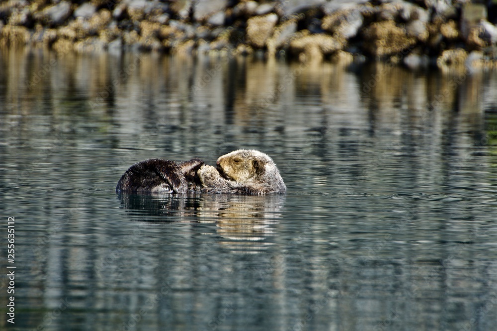 Sleepy Sea Otter floating around the harbor Sleepy Sea Otter floating around the harbor