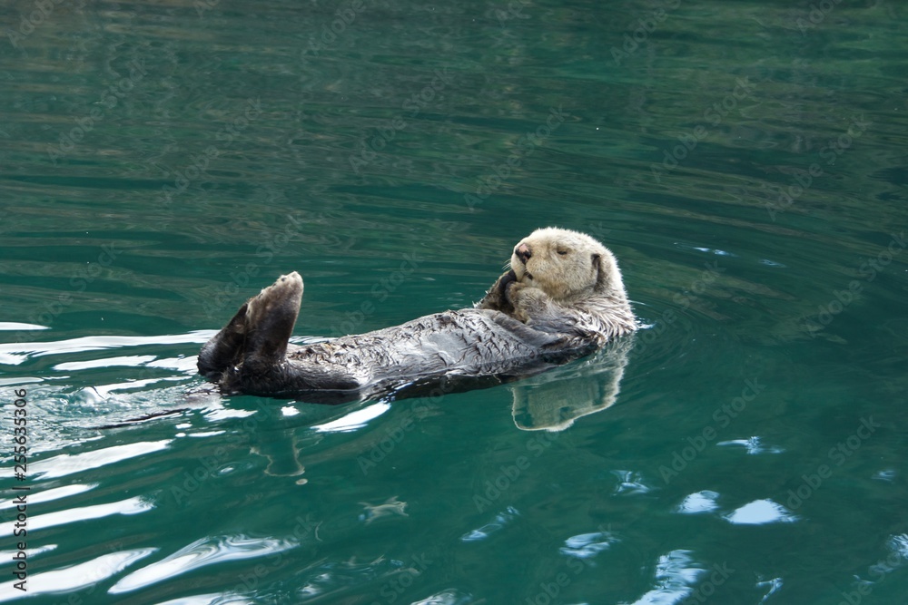 Obraz premium Sleepy Sea Otter floating around the harbor
