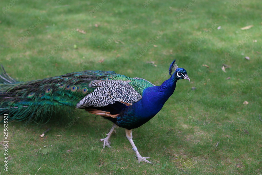 Obraz premium peacock in park