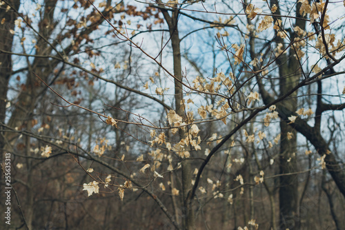 white leaves on a tree in winter