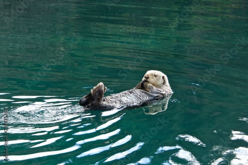 Sleepy Sea Otter floating around the harbor