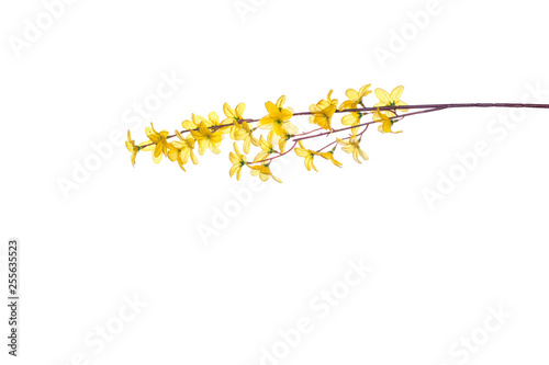 Branch with blossoms. Isolated on white background