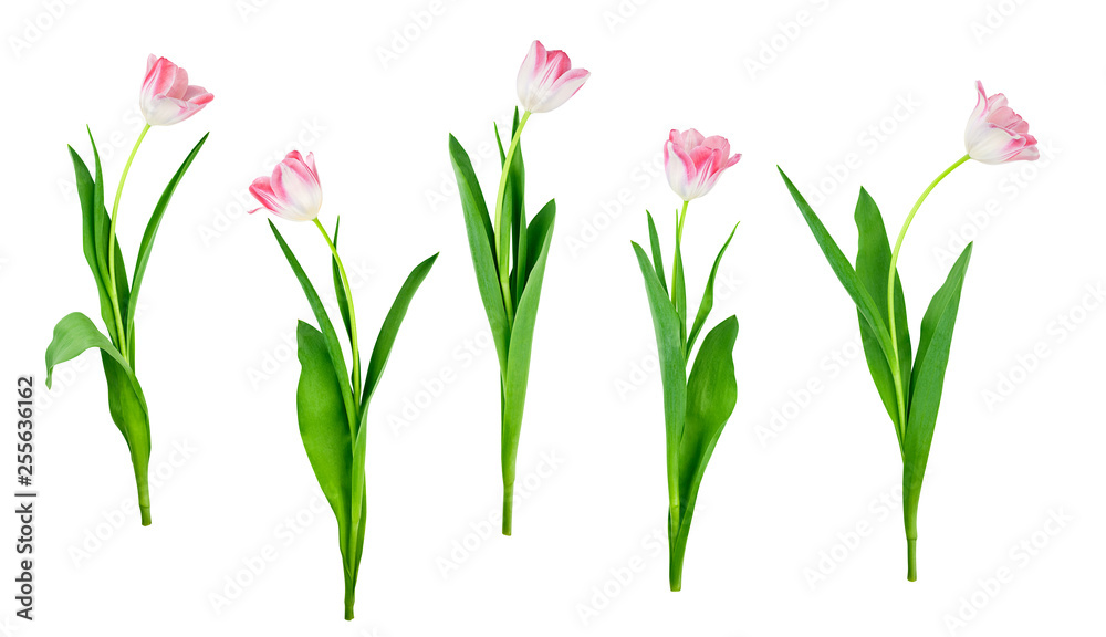 collection of tulip flowers isolated on white background with saved clipping path included collection of tulip flowers isolated on white background with saved clipping path included