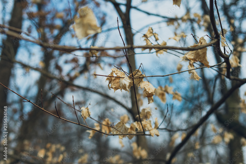 white leaves on a tree in winter white leaves on a tree in winter