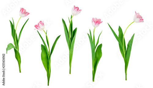 collection of tulip flowers isolated on white background with saved clipping path included