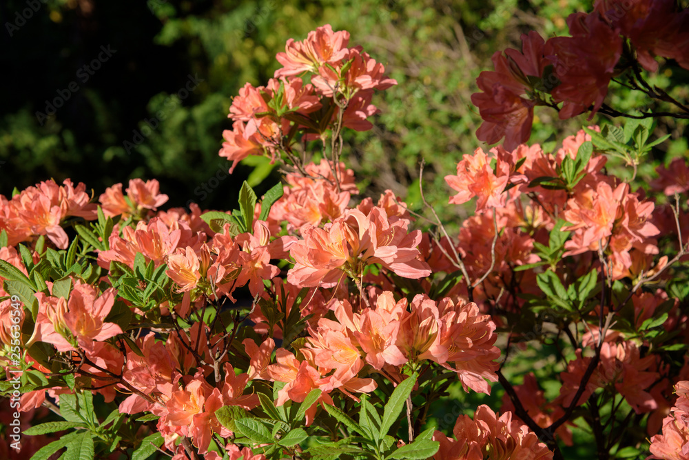 rhododendron bush during blossoming rhododendron bush during blossoming