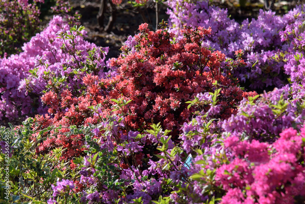 Obraz premium rhododendron bush during blossoming