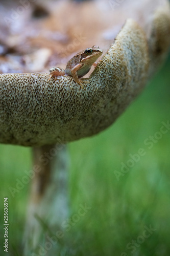 The little frog sits on a large mushroom. Forest, sunny day, close-up.