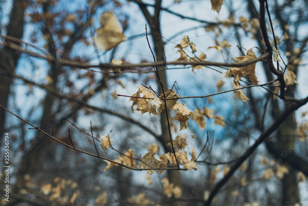 white leaves on a tree in winter white leaves on a tree in winter