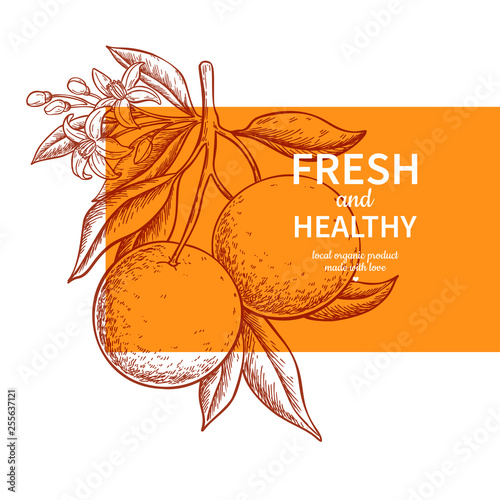 Orange label vector drawing. Citrus fruit engraved template.