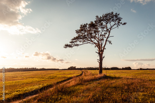 A lonely tree, with climbing steps for hunters, stand in the middle of the field by a rural road.