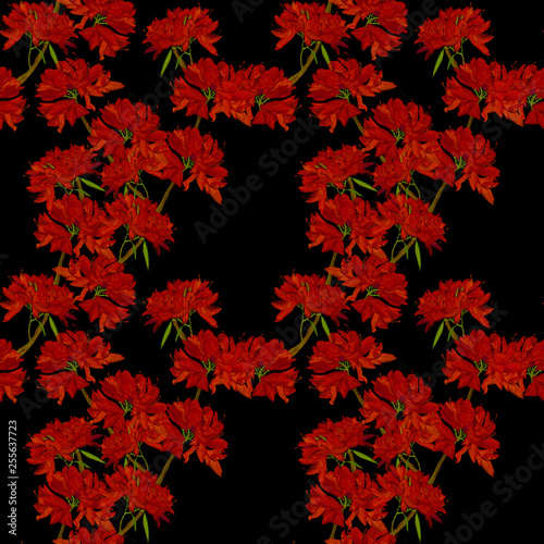Seamless pattern of watercolor drawn flowers and leaves of rhododendron on the black background
