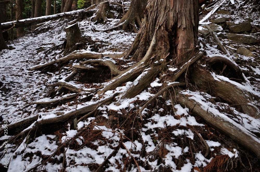 初冬の森に積もる雪