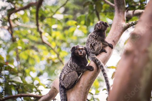 Sagui monkey (Mico Estrela) in the wild in Rio de Janeiro, Brazil