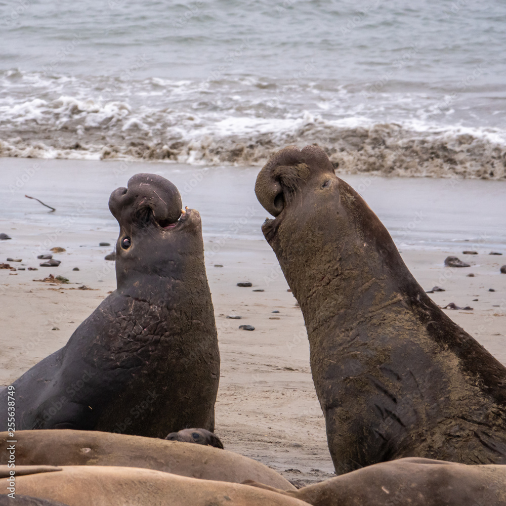Fototapeta premium Two Northern Elephant Seal bulls (Mirounga angustirostris) fight for dominance and breeding rights during mating season at Ano Nuevo State Park, in Pescadero, California. They grunt, shove and bite.
