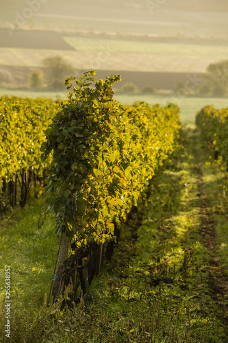 The first rays of the autumn sun in the vineyard