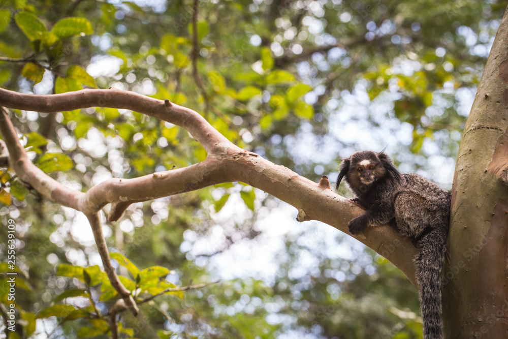 Sagui monkey (Mico Estrela) in the wild in Rio de Janeiro, Brazil Sagui monkey (Mico Estrela) in the wild in Rio de Janeiro, Brazil