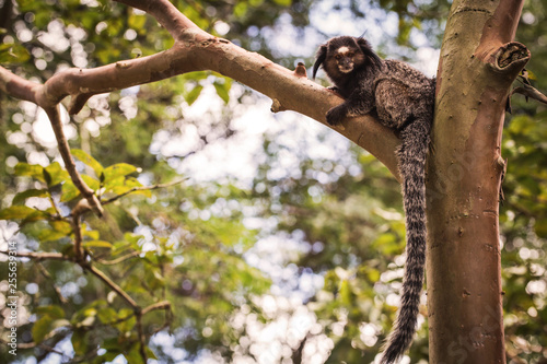 Sagui monkey (Mico Estrela) in the wild in Rio de Janeiro, Brazil