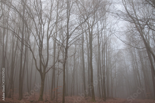 Wald im Nebel