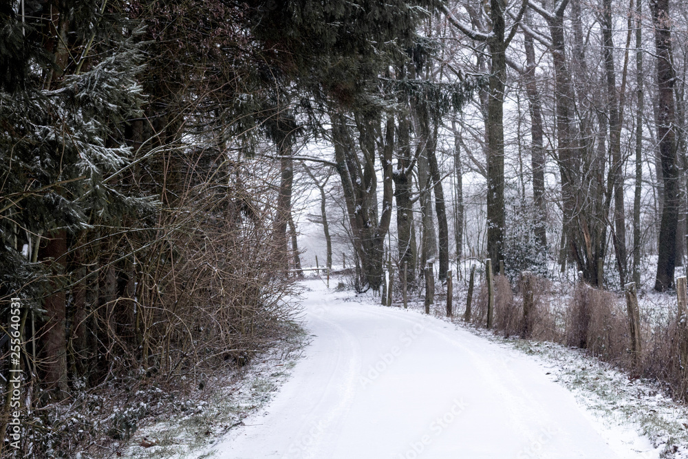 Dirt road covered with snow surrounded by reddish trees by autumn. Winter landscape.