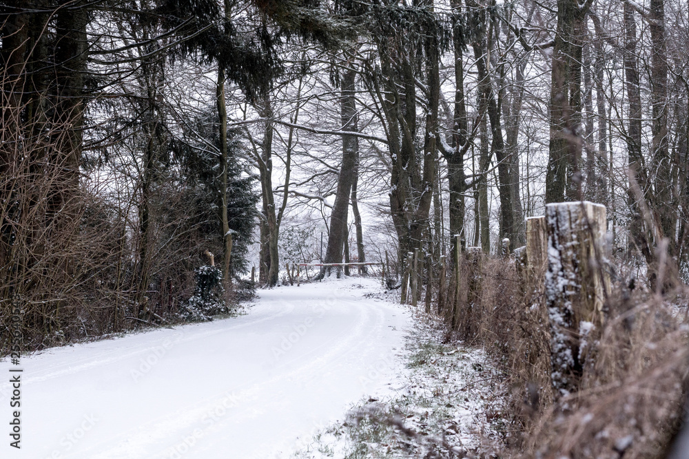 Dirt road covered with snow surrounded by reddish trees by autumn. Winter landscape.